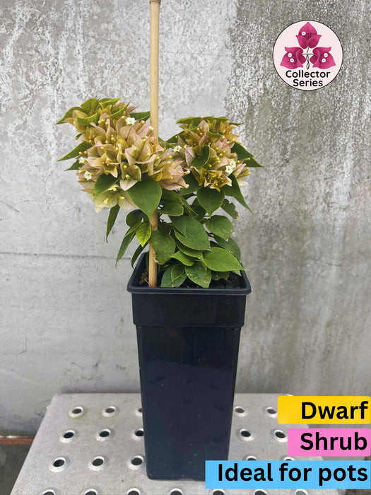 Bougainvillea Pixie Blush