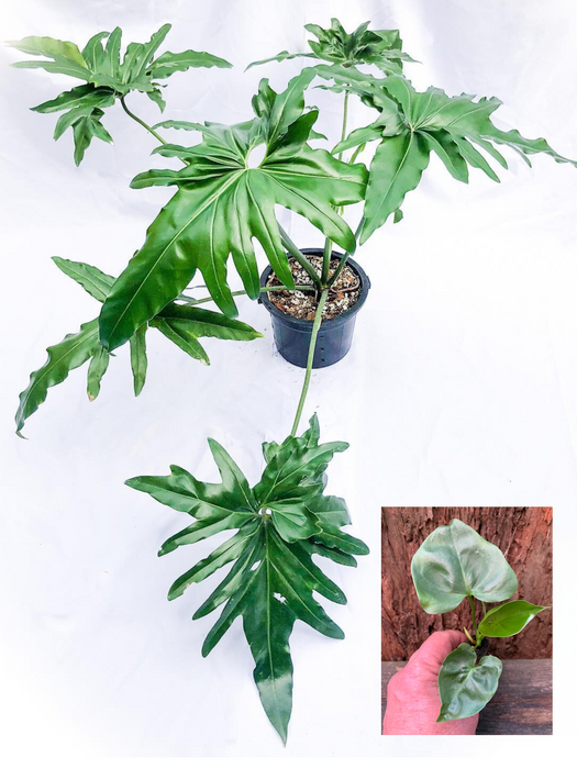 Philodendron Angela | Thaumatophyllum African Fantasy