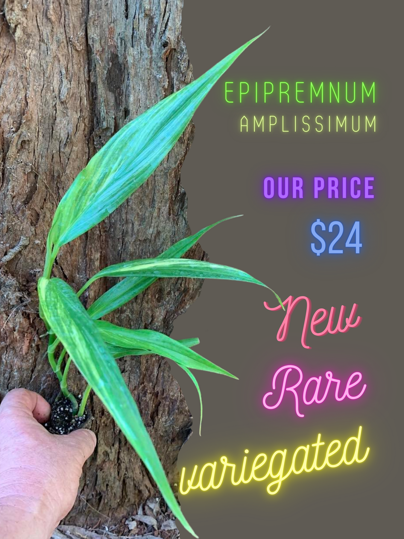 Epipremnum