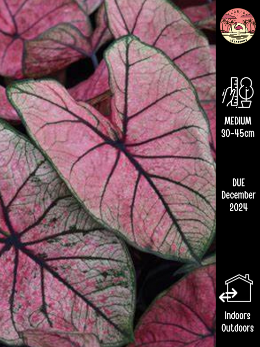 Caladium Grand Slam