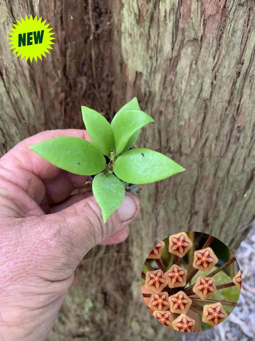 Hoya Micrantha