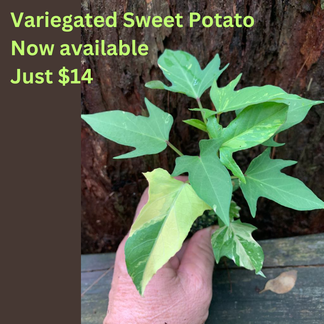 Variegated Sweet Potato (New)