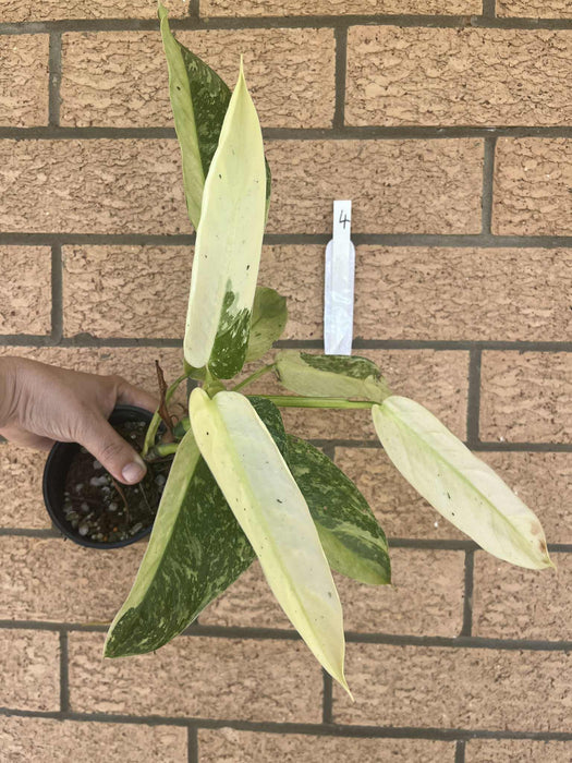 Clearance Philodendron Jose Buono