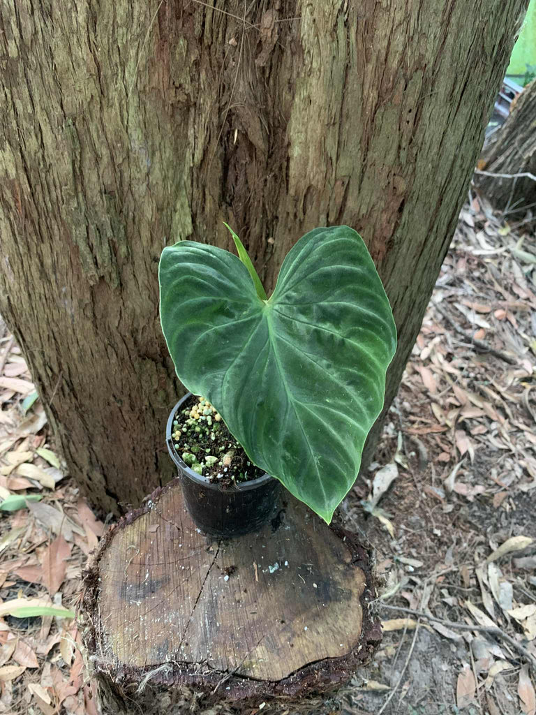 buy philodendron verrucosum Philodendron Verrucosum — Nursery 2 U