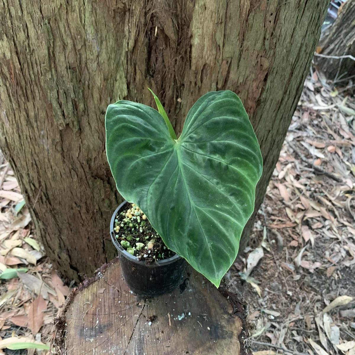 philodendron verrucosum australia Philodendron Verrucosum — Nursery 2 U