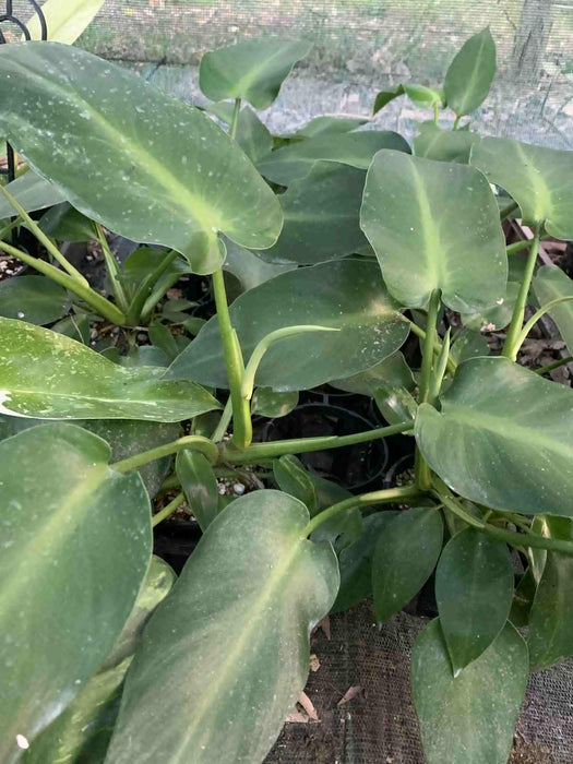 Jungle Box - Choose Plants