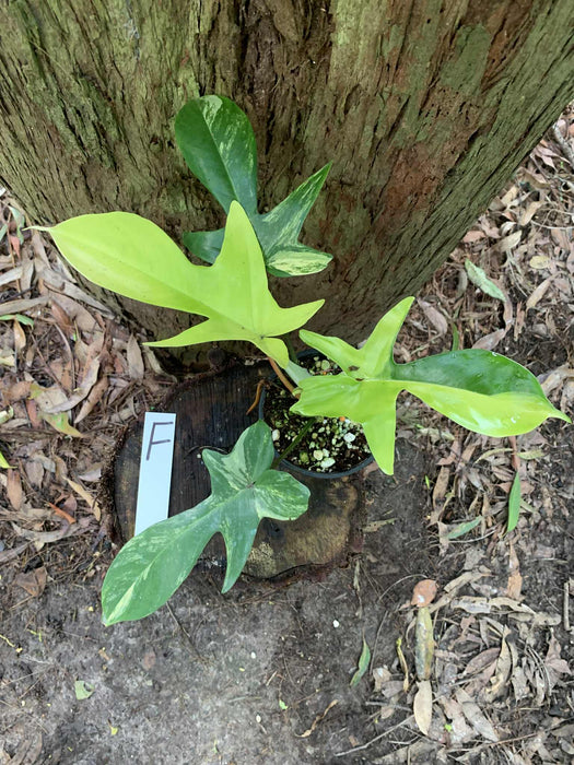 Philodendron Florida Beauty F