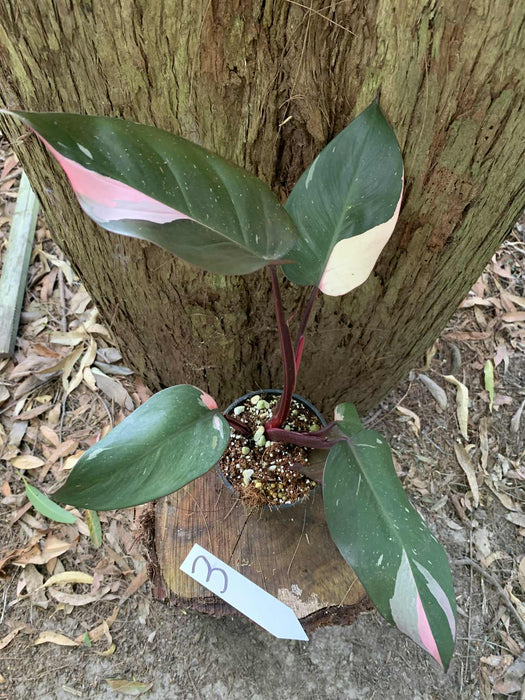 Philodendron Pink Princess #3