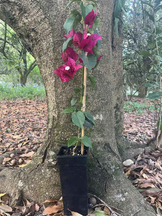 Bougainvillea Gloucester Royal