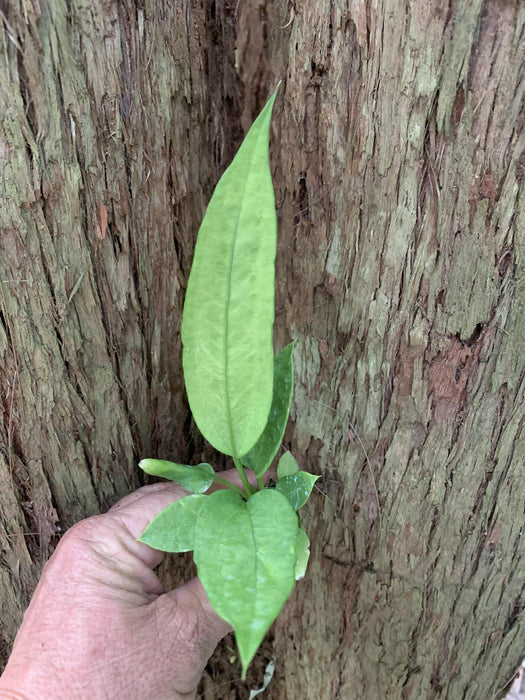 Anthurium Vittarifolium
