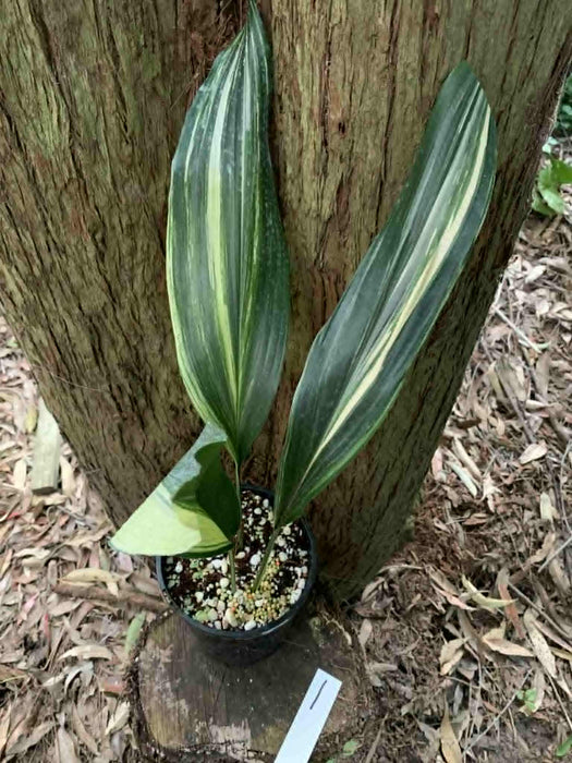 Aspidistra Variegated Cast Iron Plant Multi-listing