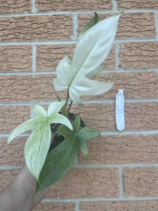 Philodendron Florida Ghost Multi-listing