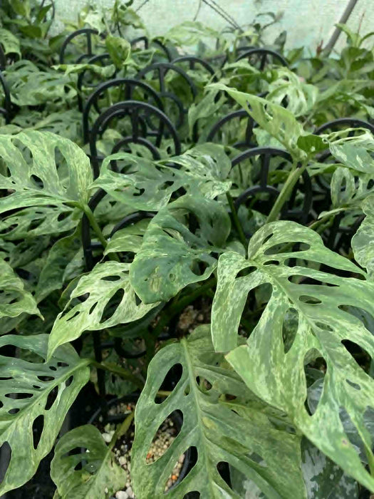 Jungle Box - Choose Plants
