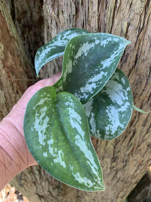 CLEARANCE Pothos Satin (Big Leaf)
