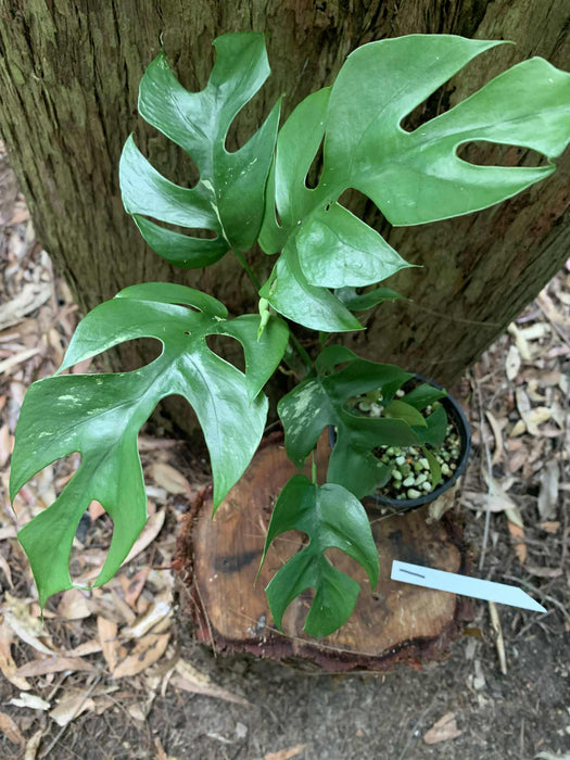 Variegated Mini Mon Raphidophora Tetrasperma Multi listing