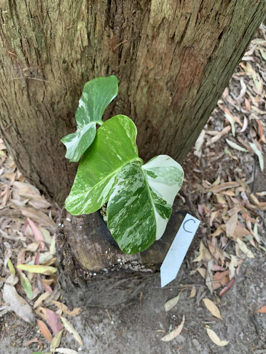 Monstera Albo Borsigiana Multi-listing