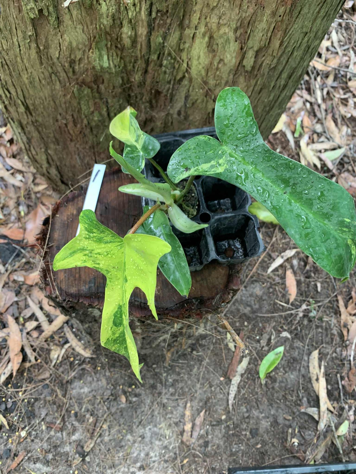 Philodendron Florida Beauty