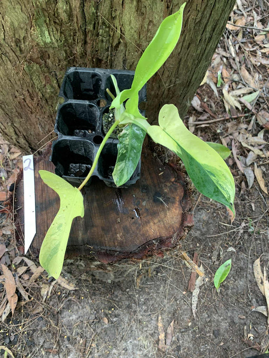 Philodendron Florida Beauty 2