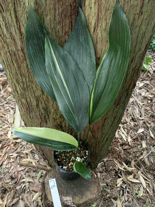 Aspidistra Variegated Cast Iron Plant Multi-listing