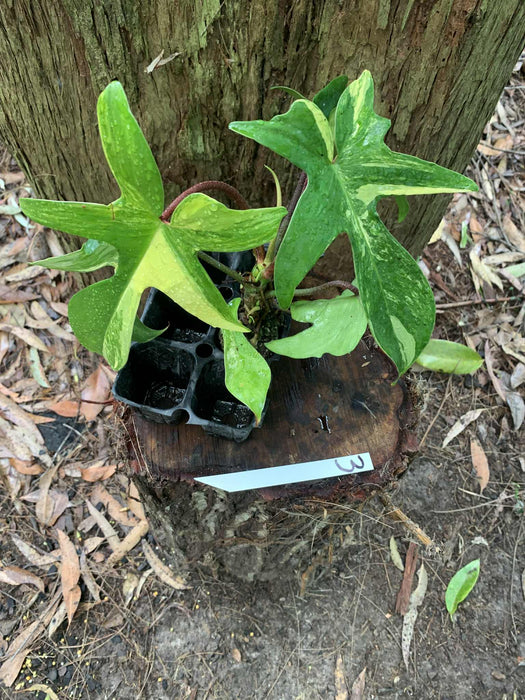 Philodendron Florida Beauty 3