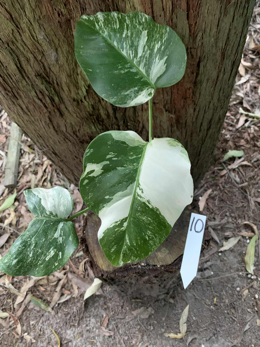 Monstera Albo Borsigiana Multi plant Lisiting