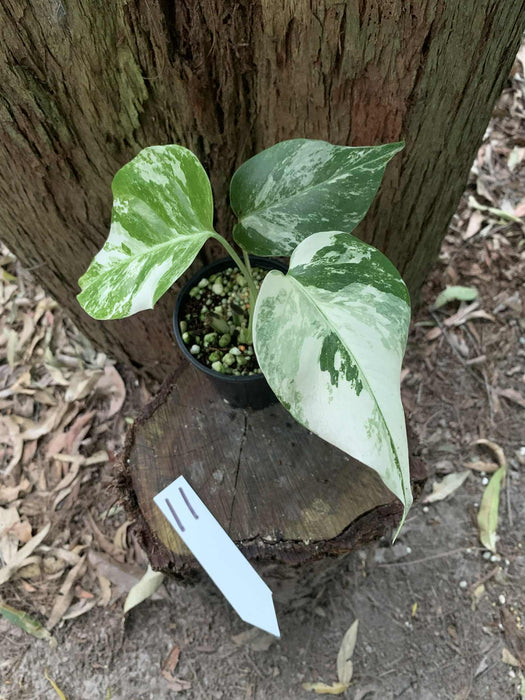Monstera Albo Borsigiana Multi plant Lisiting