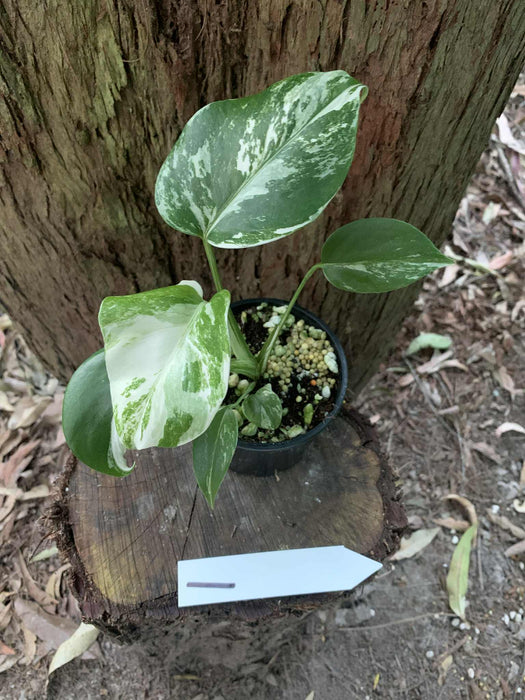 Monstera Albo Borsigiana Multi plant Lisiting