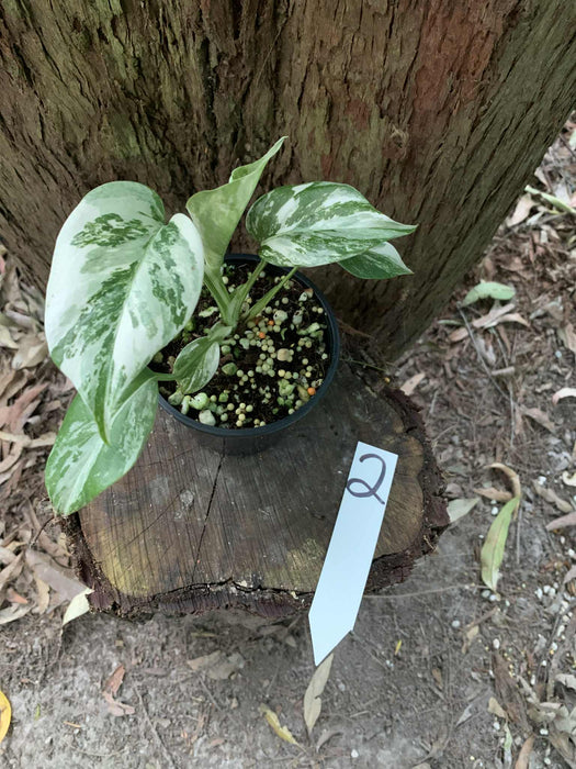 Monstera Albo Borsigiana Multi plant Lisiting