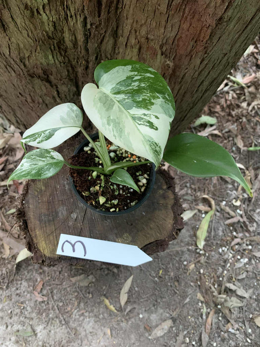 Monstera Albo Borsigiana Multi plant Lisiting