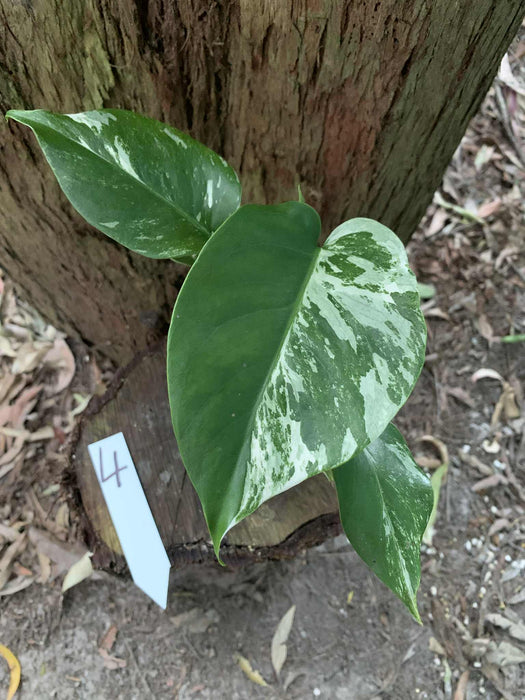 Monstera Albo Borsigiana Multi plant Lisiting