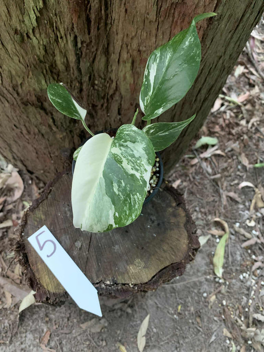 Monstera Albo Borsigiana Multi plant Lisiting