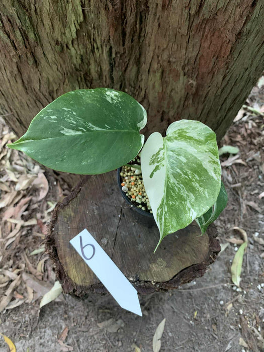 Monstera Albo Borsigiana Multi plant Lisiting