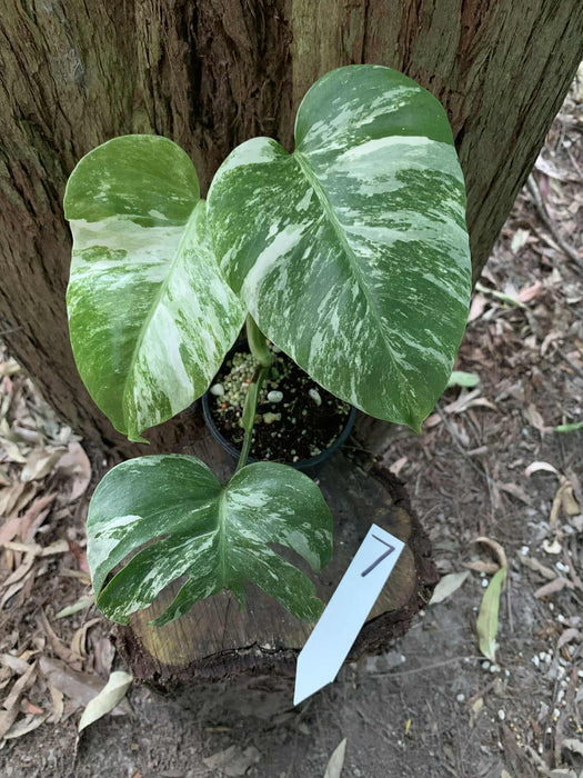 Monstera Albo Borsigiana Multi plant Lisiting
