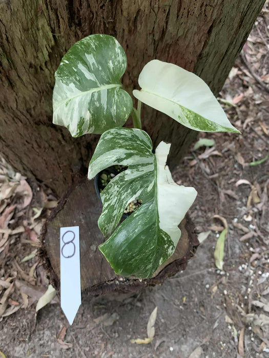 Monstera Albo Borsigiana Multi plant Lisiting