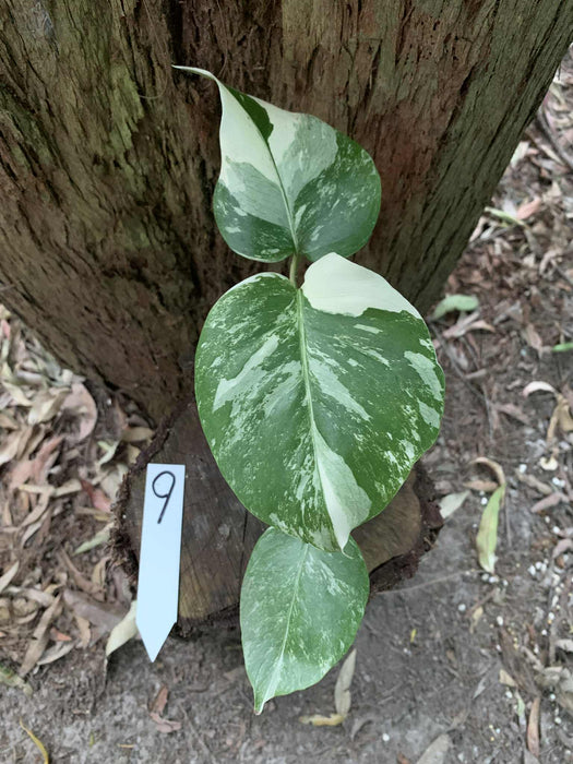 Monstera Albo Borsigiana Multi plant Lisiting