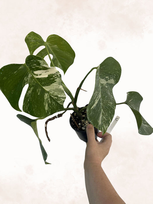 Monstera Albo Borsigiana Multi-listing