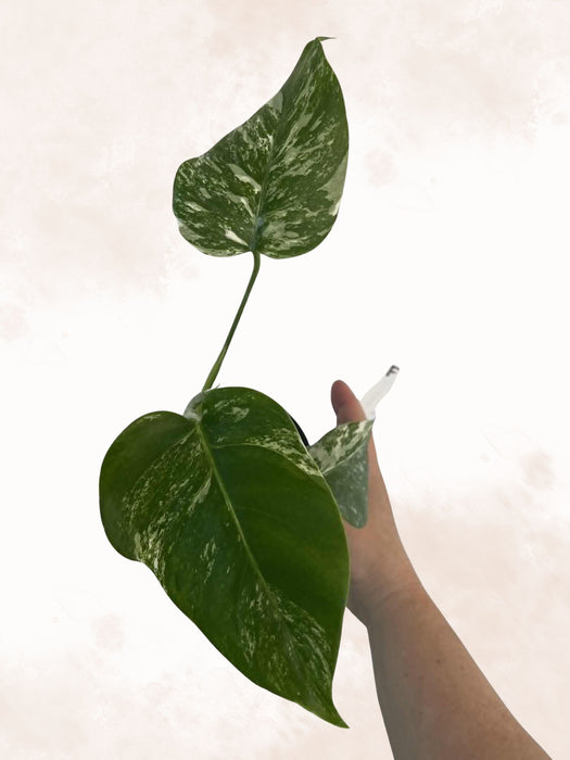 Monstera Albo Borsigiana Multi-listing