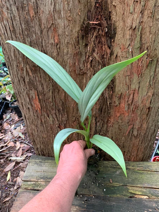 Epipremnum Amplissimum Silver