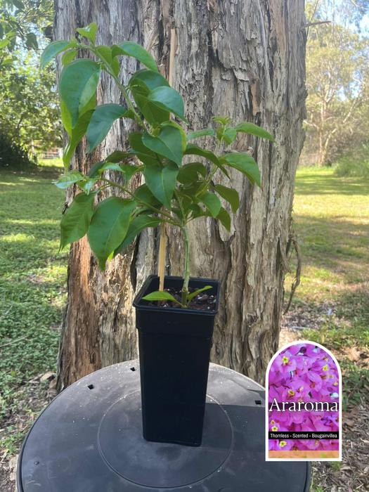 Bougainvillea Araroma (Thornless & Scented)