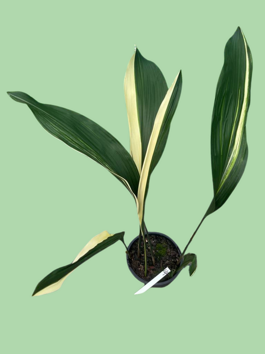 Aspidistra Variegated Cast Iron Plant Multi-Listing FREE Express Post
