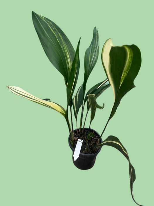 Aspidistra Variegated Cast Iron Plant Multi-Listing FREE Express Post