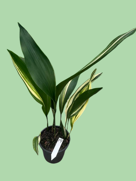 Aspidistra Variegated Cast Iron Plant Multi-Listing FREE Express Post