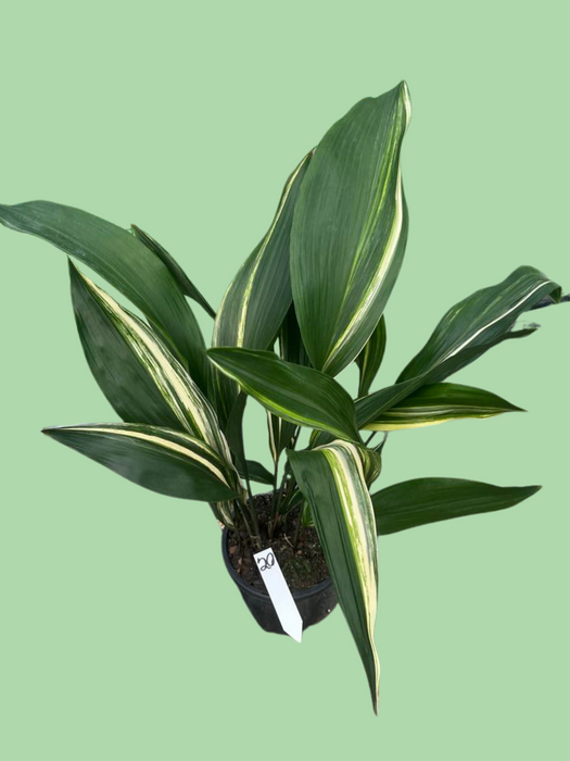 Aspidistra Variegated Cast Iron Plant Multi-Listing FREE Express Post