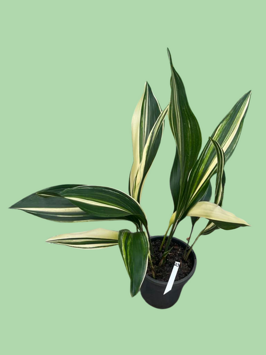 Aspidistra Variegated Cast Iron Plant Multi-Listing FREE Express Post