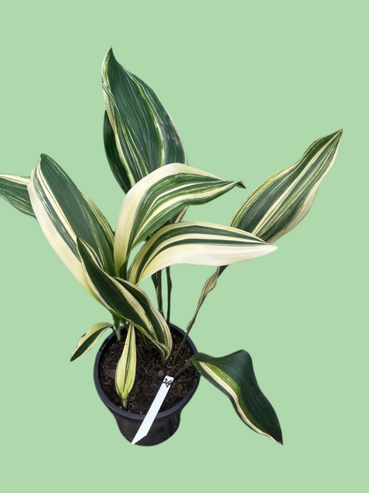 Aspidistra Variegated Cast Iron Plant Multi-Listing FREE Express Post