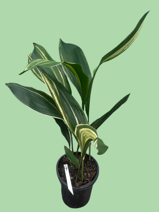 Aspidistra Variegated Cast Iron Plant Multi-Listing FREE Express Post