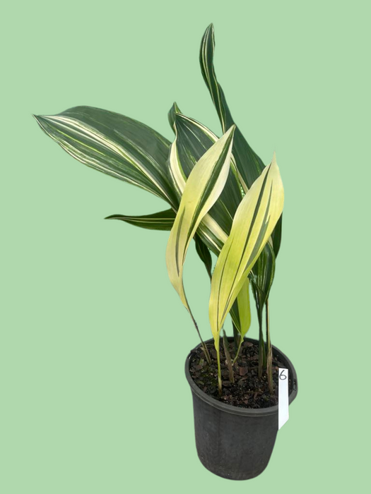 Aspidistra Variegated Cast Iron Plant Multi-Listing FREE Express Post