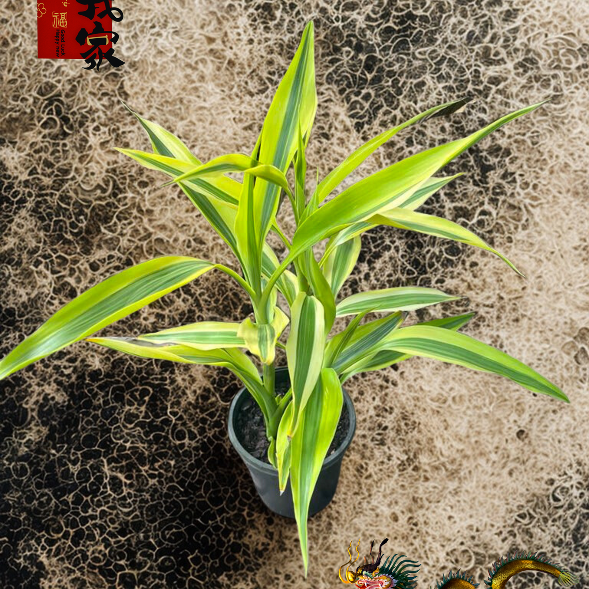 Variegated Lucky Bamboo — Nursery 2 U