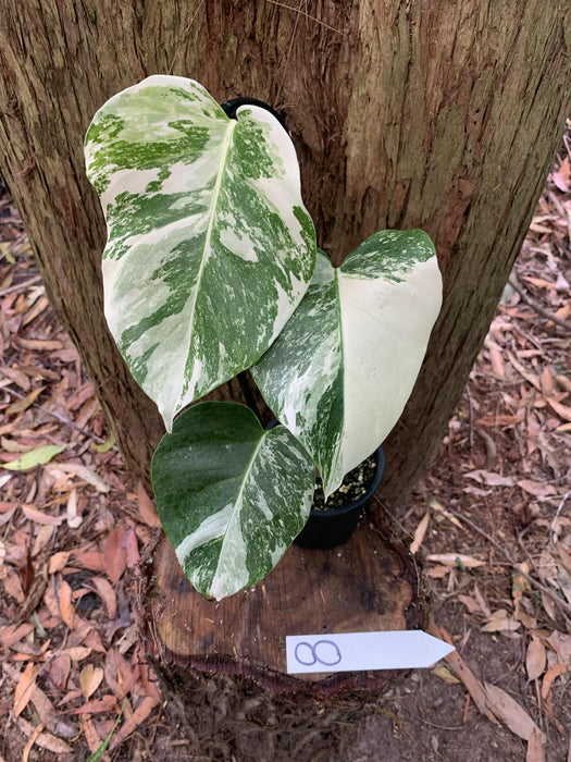 Monstera Albo Borsigiana Multi plant Lisiting