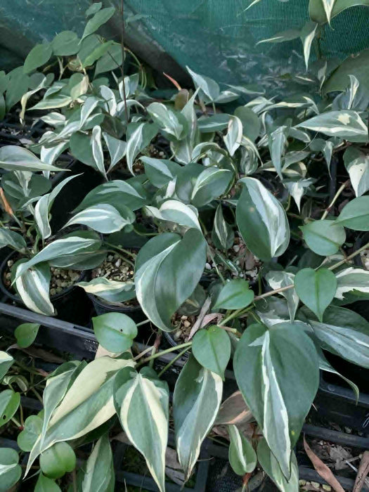 Jungle Box - Choose Plants